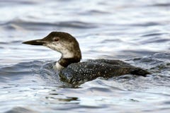 för loonplumage för vuxen människa gemensam vinter arkivfoto för loonplumage för vuxen människa gemensam vinter arkivfoto