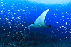 för maldives för adduatoll indisk stråle för hav manta royaltyfria bilder för maldives för adduatoll indisk stråle för hav manta royaltyfria bilder