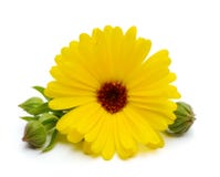 för tät soligt övre dagblomma för calendula Royaltyfria Foton för tät soligt övre dagblomma för calendula Royaltyfria Foton