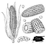 För vektorillustration för havre hand dragen uppsättning Isolerat grönsak inristat stilobjekt Detaljerad vegetarisk mat royaltyfri illustrationer För vektorillustration för havre hand dragen uppsättning Isolerat grönsak inristat stilobjekt Detaljerad vegetarisk mat royaltyfri illustrationer