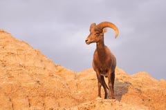 För ökenBighorn för löst djur högt RAM för får manligt fotografering för bildbyråer För ökenBighorn för löst djur högt RAM för får manligt fotografering för bildbyråer