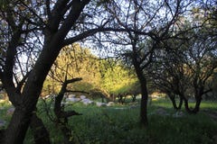 Fördärvar av forntida stad av bibliska Kedesh i Israel arkivfoton Fördärvar av forntida stad av bibliska Kedesh i Israel arkivfoton