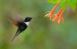Försedd med krage Inca, Coeligena torquata, mörker - grönt svartvitt kolibriflyg bredvid den härliga orange blomman, Colombia arkivfoto Försedd med krage Inca, Coeligena torquata, mörker - grönt svartvitt kolibriflyg bredvid den härliga orange blomman, Colombia arkivfoto