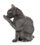 Förtjusande grå brittisk Shorthair katt royaltyfri foto Förtjusande grå brittisk Shorthair katt royaltyfri foto