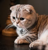 Förtjusande skotsk veckmunchkinkatt som stirrar av i avståndet royaltyfria foton Förtjusande skotsk veckmunchkinkatt som stirrar av i avståndet royaltyfria foton