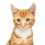 Förtjusande ung ljust rödbrun röd strimmig kattkattungestående som isoleras på en vit bakgrund som ser precis av kamera royaltyfria foton Förtjusande ung ljust rödbrun röd strimmig kattkattungestående som isoleras på en vit bakgrund som ser precis av kamera royaltyfria foton