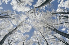 Förtrollad vinterskog med frost på blå himmel arkivbild Förtrollad vinterskog med frost på blå himmel arkivbild