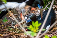 Fügende Vögel in einem Nest im wilden von Florida lizenzfreie stockfotos Fügende Vögel in einem Nest im wilden von Florida lizenzfreie stockfotos