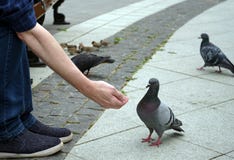 Fütterungstauben von der Hand in einem Stadt Park lizenzfreie stockfotos Fütterungstauben von der Hand in einem Stadt Park lizenzfreie stockfotos