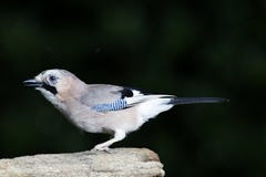 Gaai, eurasian Jay, glandarius del Garrulus immagine stock Gaai, eurasian Jay, glandarius del Garrulus immagine stock