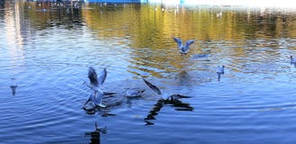 Gabbiani che combattono per la cattura del pezzo di pane Moltitudine di gabbiani Gabbiani di mare che volano nel cielo soleggiato fotografie stock Gabbiani che combattono per la cattura del pezzo di pane Moltitudine di gabbiani Gabbiani di mare che volano nel cielo soleggiato fotografie stock