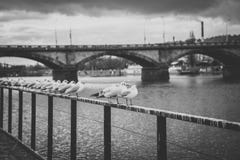 Gabbiani vicino al fiume della Moldava ed al ponte di Palacky a Praga, repubblica Ceca Immagine Stock Libera da Diritti Gabbiani vicino al fiume della Moldava ed al ponte di Palacky a Praga, repubblica Ceca Immagine Stock Libera da Diritti