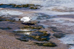 Gabbiano a Salar de Tara - il Cile fotografia stock Gabbiano a Salar de Tara - il Cile fotografia stock