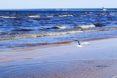 Gabbiano sopra il mare immagini stock Gabbiano sopra il mare immagini stock