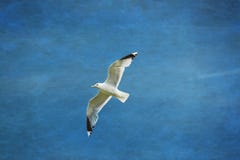 Gabbiano su nel cielo blu immagine stock libera da diritti Gabbiano su nel cielo blu immagine stock libera da diritti