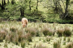 Gado das montanhas que reside no campo, Escócia fotografia de stock Gado das montanhas que reside no campo, Escócia fotografia de stock
