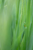 Gafanhoto amarelo em um campo verde do arroz imagens de stock Gafanhoto amarelo em um campo verde do arroz imagens de stock