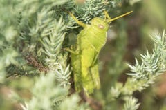 Gafanhotos que permanecem em uma planta, Acrididae Foto de Stock Gafanhotos que permanecem em uma planta, Acrididae Foto de Stock