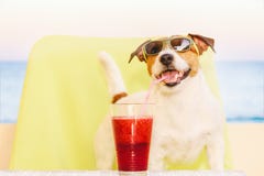 Gafas de sol que llevan del perro feliz que beben el smoothie de la fruta a través de la paja del cóctel imágenes de archivo libres de regalías Gafas de sol que llevan del perro feliz que beben el smoothie de la fruta a través de la paja del cóctel imágenes de archivo libres de regalías