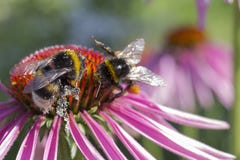 Gaffez l'abeille rassemblant le pollen de la fleur rouge photos libres de droits Gaffez l'abeille rassemblant le pollen de la fleur rouge photos libres de droits