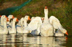 Gaggle Of White Geese Royalty Free Stock Photo