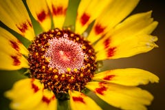 Gaillardiablume stockfotos Gaillardiablume stockfotos
