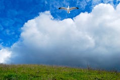 Gaivota e nuvens Imagens de Stock Royalty Free Gaivota e nuvens Imagens de Stock Royalty Free