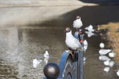 Gaivotas brancas que sentam-se nos trilhos da ponte, na perspectiva do rio imagem de stock Gaivotas brancas que sentam-se nos trilhos da ponte, na perspectiva do rio imagem de stock