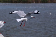 Gaivotas no oceano imagem de stock royalty free Gaivotas no oceano imagem de stock royalty free