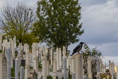 Galande i den muslimska kyrkogården Sarajevo Bosnien och Hercegovina fotografering för bildbyråer Galande i den muslimska kyrkogården Sarajevo Bosnien och Hercegovina fotografering för bildbyråer