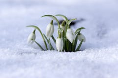 Galanthus nivalis, common snowdrop in bloom, early spring bulbous flowers in the garden stock image Galanthus nivalis, common snowdrop in bloom, early spring bulbous flowers in the garden stock image