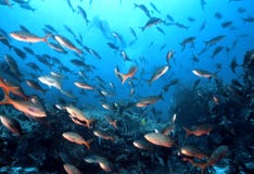 Galapagos Fish