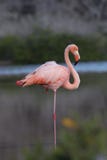 Galapagos Flamingo At Rest Stock Photo Galapagos Flamingo At Rest Stock Photo