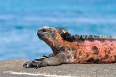 Galapagos Marine Iguana Royalty Free Stock Image Galapagos Marine Iguana Royalty Free Stock Image