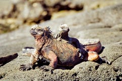 Galapagos Marine Iguanas Royalty Free Stock Photos Galapagos Marine Iguanas Royalty Free Stock Photos