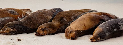 Galapagos Sea Lion Pod of 6 Resting stock image Galapagos Sea Lion Pod of 6 Resting stock image