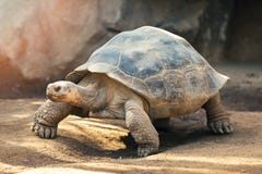 Galapagos tortoise Royalty Free Stock Images Galapagos tortoise Royalty Free Stock Images