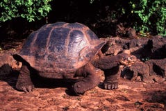 Galapagos Tortoise Santa Cruz Island stock images Galapagos Tortoise Santa Cruz Island stock images