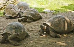 Galapagos Tortoises royalty free stock images Galapagos Tortoises royalty free stock images