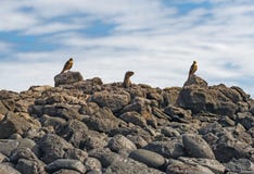 Galapagos γεράκια που κυνηγούν το κουτάβι λιονταριών θάλασσας, Galapagos στοκ εικόνες με δικαίωμα ελεύθερης χρήσης Galapagos γεράκια που κυνηγούν το κουτάβι λιονταριών θάλασσας, Galapagos στοκ εικόνες με δικαίωμα ελεύθερης χρήσης