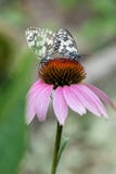 Galathea Melanargia στοκ εικόνες με δικαίωμα ελεύθερης χρήσης Galathea Melanargia στοκ εικόνες με δικαίωμα ελεύθερης χρήσης