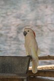 Galerita Cacatua - θείο-λοφιοφόρο μεγάλο άσπρο και κίτρινο cockatoo Cockatoo στους κλά στοκ εικόνα με δικαίωμα ελεύθερης χρήσης Galerita Cacatua - θείο-λοφιοφόρο μεγάλο άσπρο και κίτρινο cockatoo Cockatoo στους κλά στοκ εικόνα με δικαίωμα ελεύθερης χρήσης