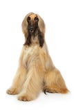 Galgo afegão no fundo branco Imagem de Stock Galgo afegão no fundo branco Imagem de Stock