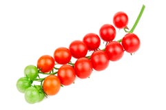 Galho maduro do tomate de cereja Imagem de Stock Galho maduro do tomate de cereja Imagem de Stock