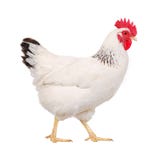 Galinha branca