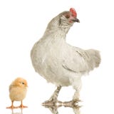 Galinha e seu pintainho imagens de stock Galinha e seu pintainho imagens de stock