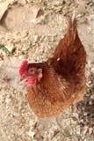 A galinha marrom curiosa nas caminhadas de exploração agrícola olha engraçada imagem de stock A galinha marrom curiosa nas caminhadas de exploração agrícola olha engraçada imagem de stock
