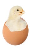 Galinha no ovo Galinha no ovo