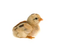 Galinha pequena bonito isolada no fundo branco Imagens de Stock Galinha pequena bonito isolada no fundo branco Imagens de Stock
