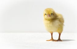Galinha pequena do yellowl fotos de stock royalty free Galinha pequena do yellowl fotos de stock royalty free